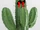 Cactus of DOOOOOOOOOOOOOOOOOOOOOOOOOOOOOM!!!!!!!
