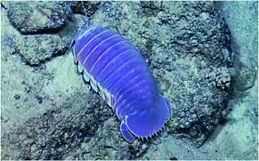 Anotherisopod