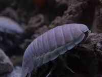 Isopod