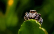 Jumping-spider-1080x675