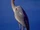 Heron