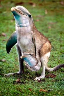 Dolphin kangaroo hybrid