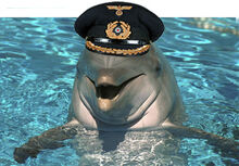 Dolphin nazi alien