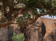 The fossa in chapter 10