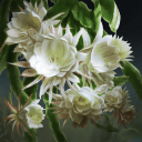 Epiphyllum oxypetalum - Wikipedia