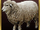 Sheep.png