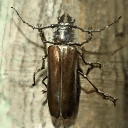 China Callipogon relictus　76mm callipogon_relictus_p.jpg