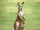 Kangaroo (disambiguation)