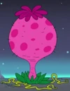 Don't Peeky Plant