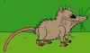 Possum N