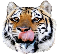 Grft tongue