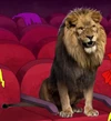 Circus Lion