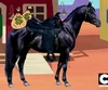 PTK's Black Stalion