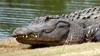 Female Crocodile