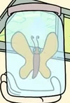 Mr. Gus' Pet Butterfly