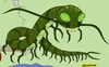 Giant Millipede