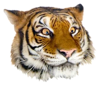 Grft suggestive face