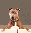 Scary Realistic Growling Pitbull