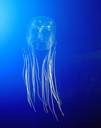Box Jellyfish | Life in Water Wiki | Fandom