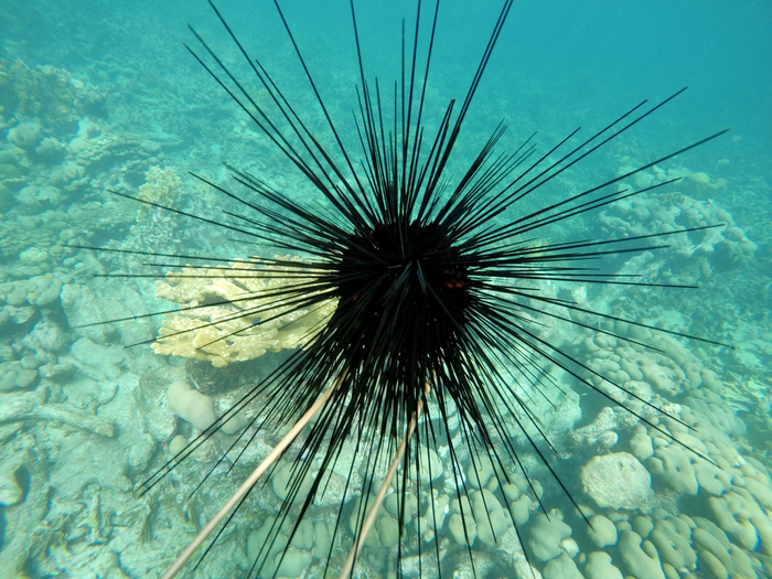 Sea Urchins | Marine & Freshwater Wiki | Fandom