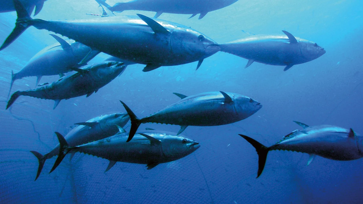 Fish Species Marine & Freshwater Wiki Fandom