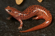 Red Salamander