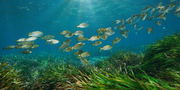 Seagrass Meadow