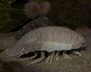Giant Isopod