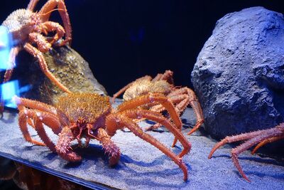 Numazu Deep Sea Aquarium | Life in Water Wiki | Fandom