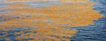 The Sargasso Sea 2