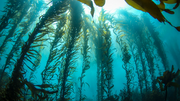 Kelp Forest