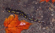 Spotted Salamander