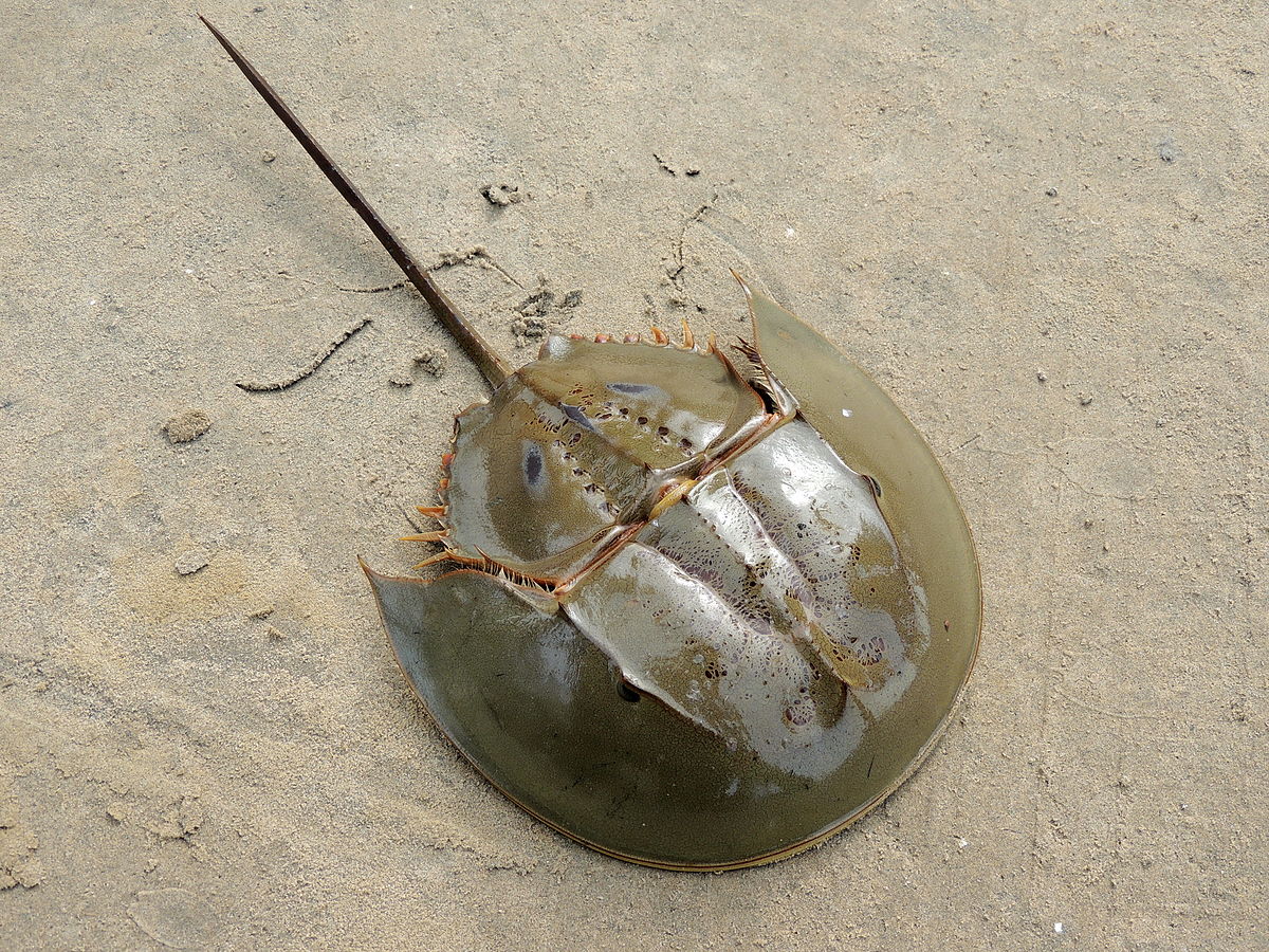 Horseshoe Crab Marine & Freshwater Wiki Fandom