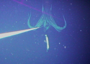 Live Giant Squid