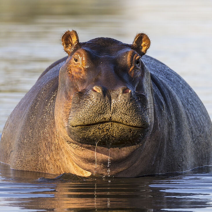ヒッポ海を渡る　7か国　Hippo Goes Overseas ヒッポ海を渡る 7か国 Hippo Goes Overseas