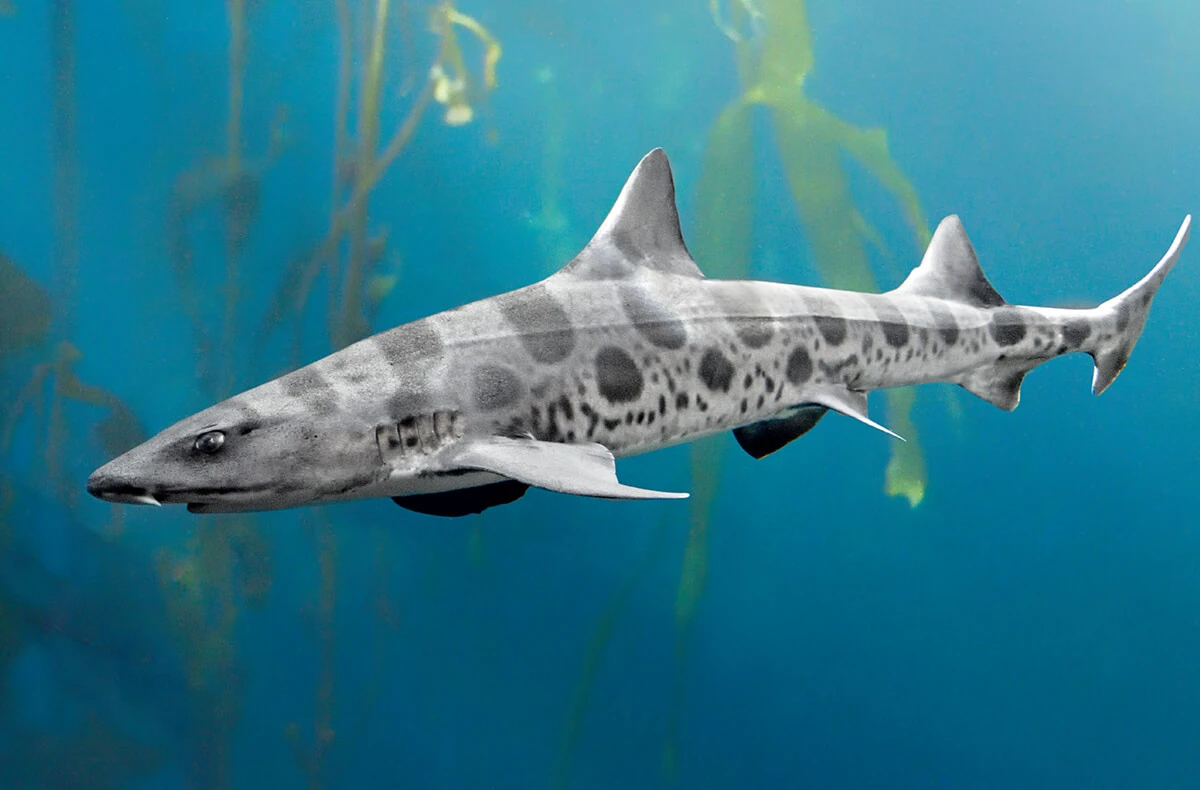 Leopard Shark | Life in Water Wiki | Fandom, image size:1200x790