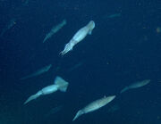 Humboldt Squid Shoal