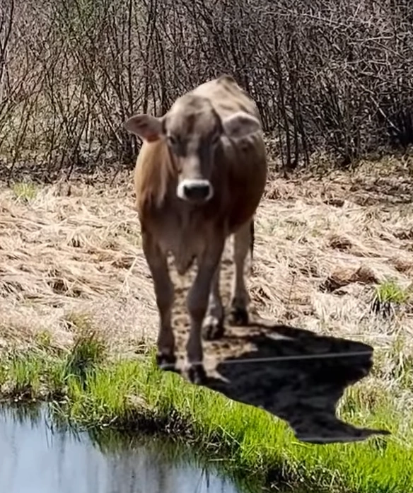 Weather Reporting Cow Undertime Slopper Wiki Fandom