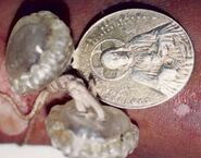 Monroe County Jane Doe, Florida