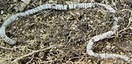 Bracelet found near the remains, which may not have belonged to the victim.