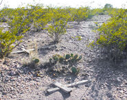 Socorro County John Doe, 1901 ACCIDENT