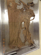 Dateland Jane Doe, 2021