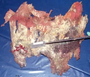 Fragment of "Enjoy Coca-Cola" T-shirt