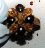 Ring with dark/onyx stones