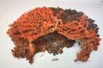 Orange jane doe wig