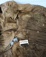 UP62272 Shirt 2.jpg (1.01 MB) Shirt