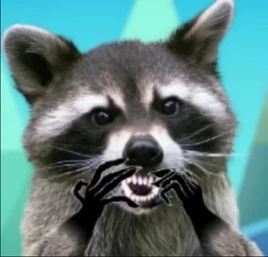 Racoon