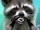 Raccoons
