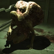 Ravvicinato di uno Wheezer.