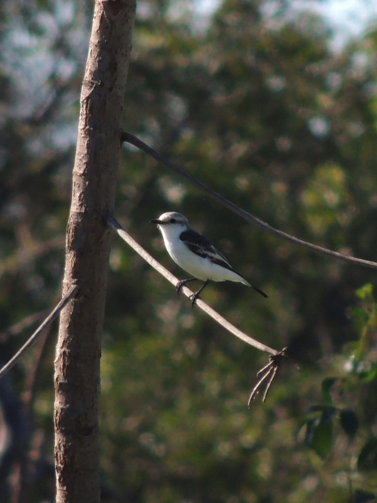 Carne exótica e nutritiva: Brasil é o segundo maior criador de rãs do  mundo; veja a produção, image size:1272x1695